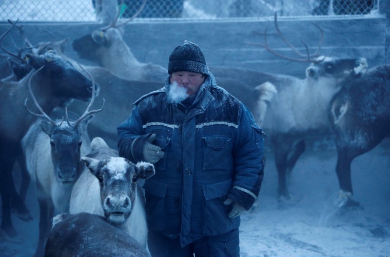 Image: The Wider Image: Reindeer herding in Russia's Arctic
