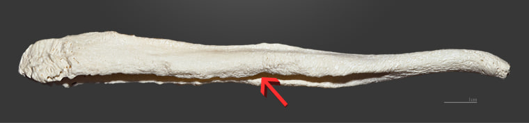Baculum of a dog's penis; the arrow shows the urethral sulcus.