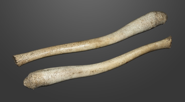 Walrus baculum, approximately 22 inches (59 centimetres) long.