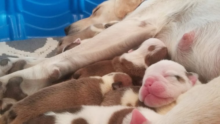 After losing pups, grieving Labrador adopts bulldog puppies whose mother died.