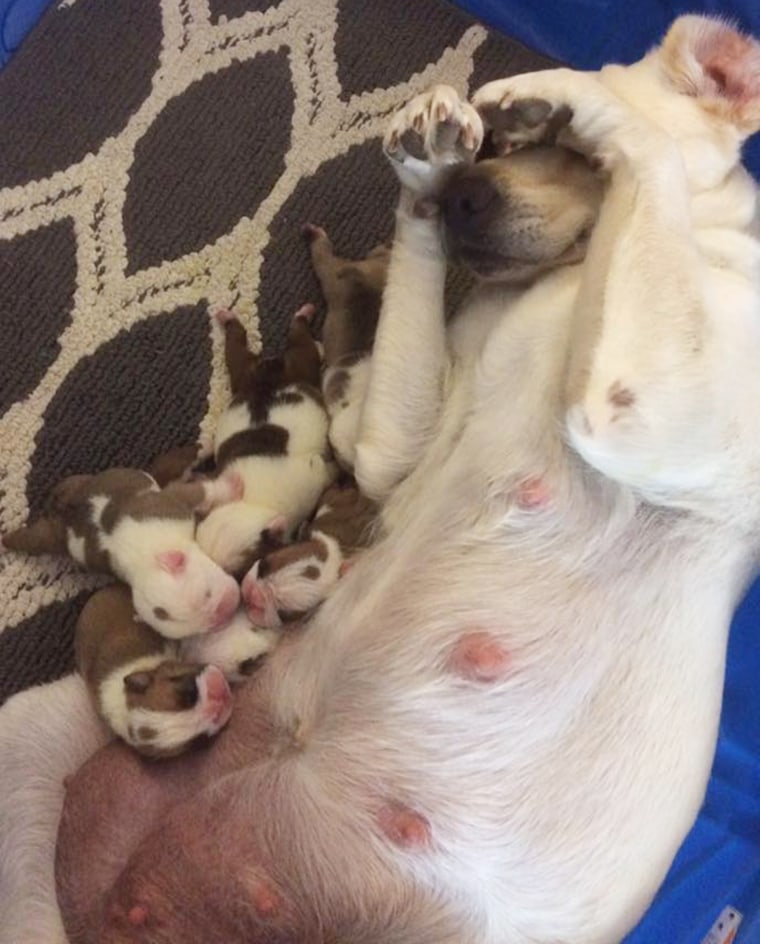 After losing pups, grieving Labrador adopts bulldog puppies whose mother died.