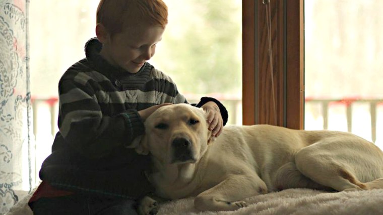 After losing pups, grieving Labrador adopts bulldog puppies whose mother died.