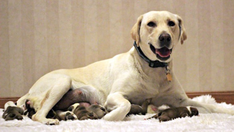 After losing pups, grieving Labrador adopts bulldog puppies whose mother died.