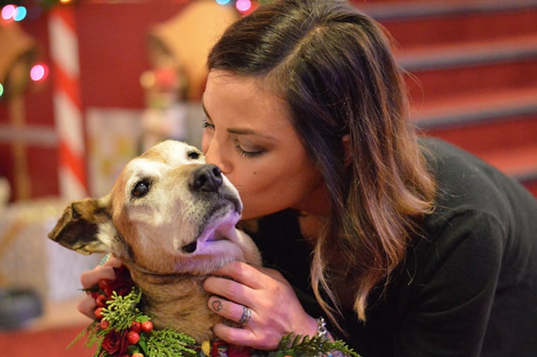 800 pets are adopted thanks to the Home for the Pawlidays promotion