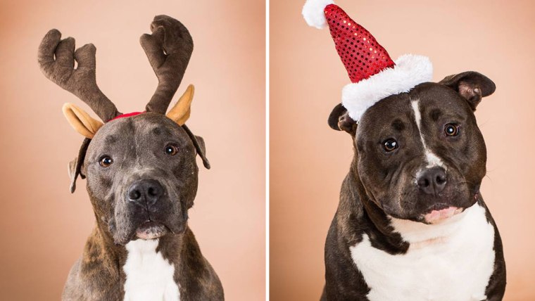 800 pets are adopted thanks to the Home for the Pawlidays promotion