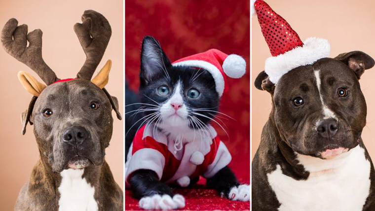 800 pets are adopted thanks to the Home for the Pawlidays promotion