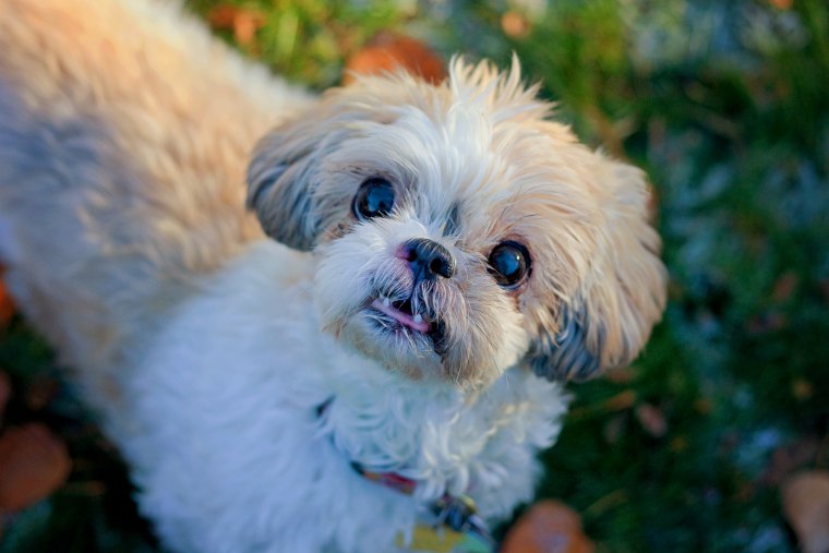 Senior dog rescued by Old Dog Haven