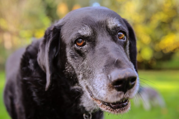 Senior dog rescued by Old Dog Haven