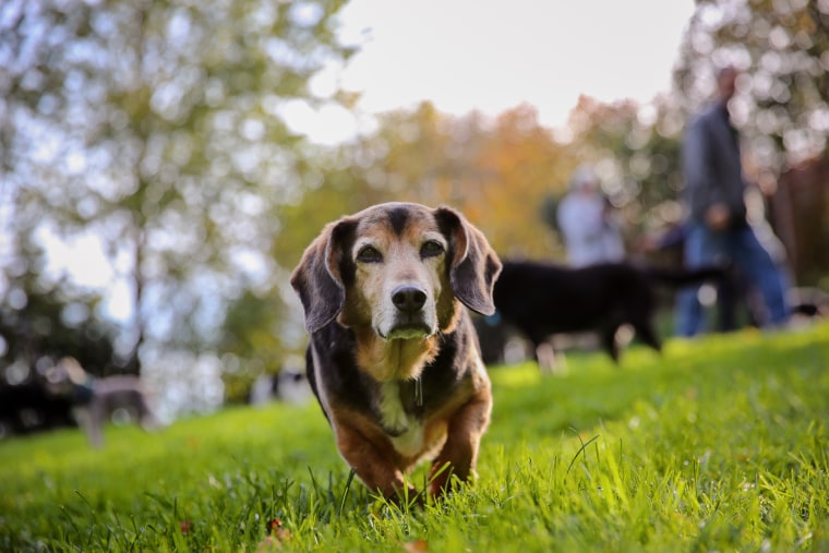 Senior dogs rescued by Old Dog Haven