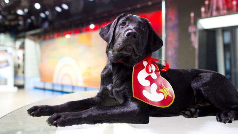 TODAY's puppy with a purpose, Charlie, gets into the Halloween spirit