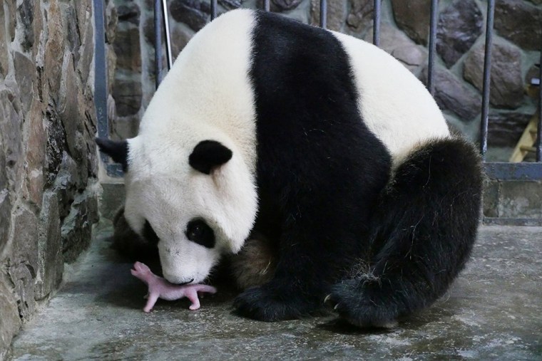 Image: Mother giant panda Aibang is seen with her newborn cub at a giant panda breeding centre in Chengdu