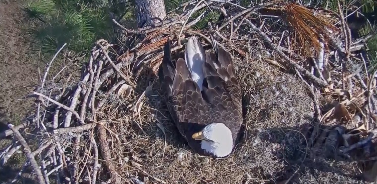 A bald eagle at the nest in Fort Myers, Florida.