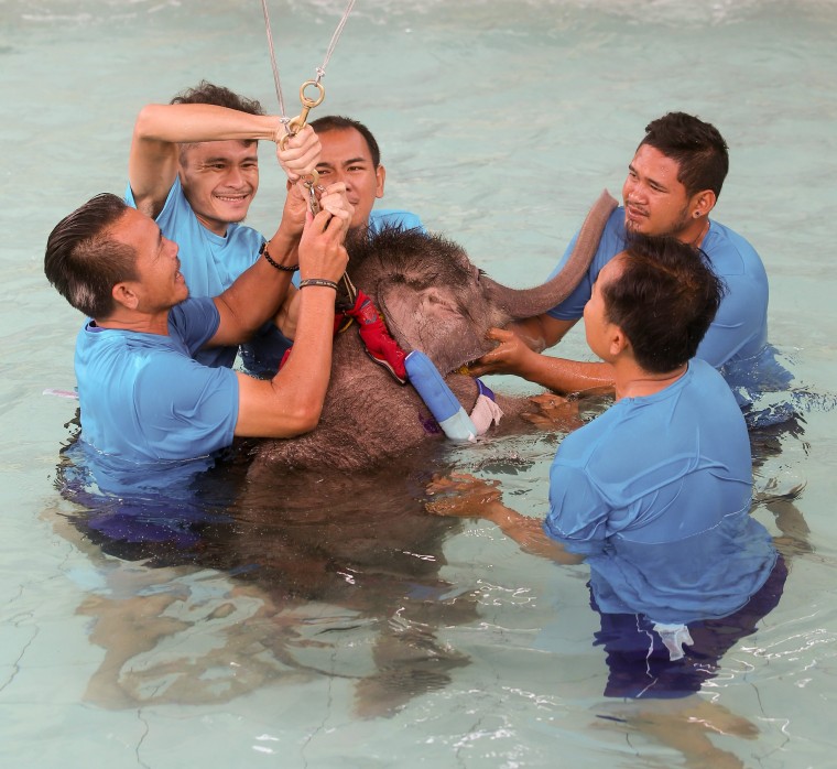Image: Six month-old elephant Fah Jam has hydrotherapy to help heal her injured foot.