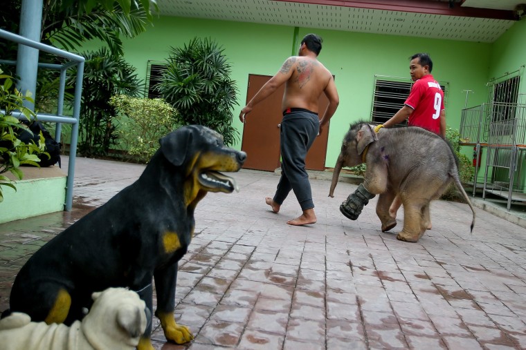 Image: Six month-old elephant Fah Jam has hydrotherapy to help heal her injured foot.