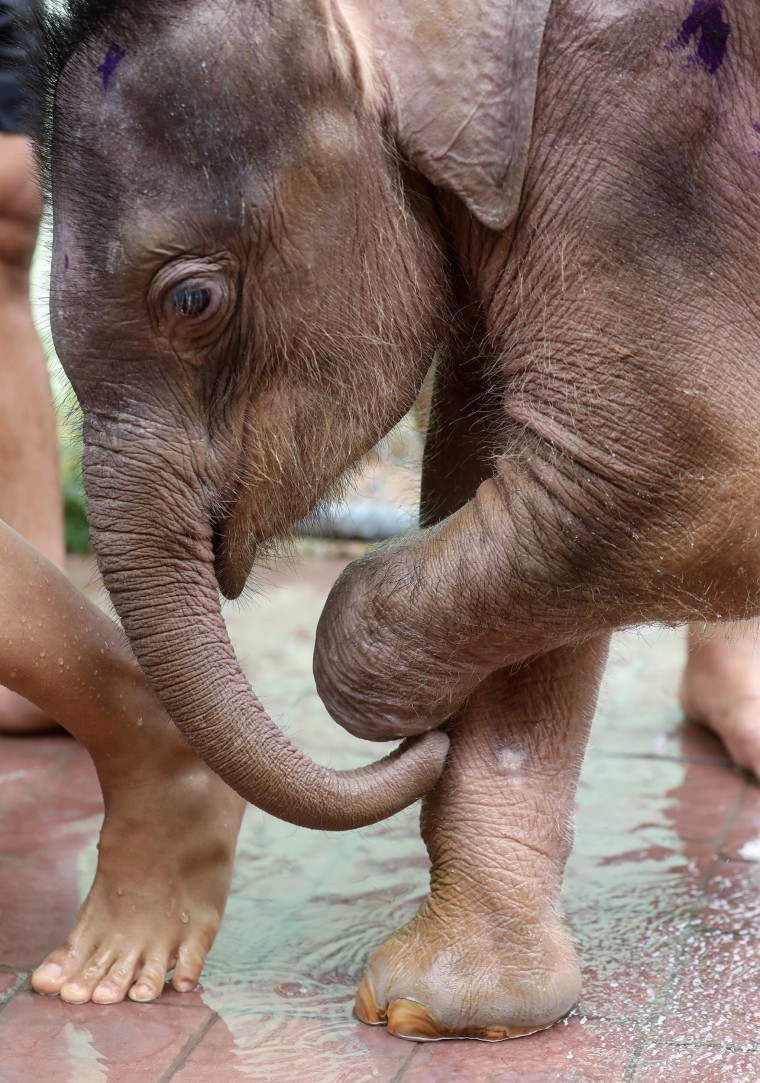 Image: Six month-old elephant Fah Jam has hydrotherapy to help heal her injured foot.