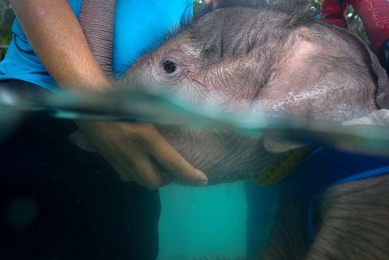 Image: Six month-old elephant Fah Jam has hydrotherapy to help heal her injured foot.