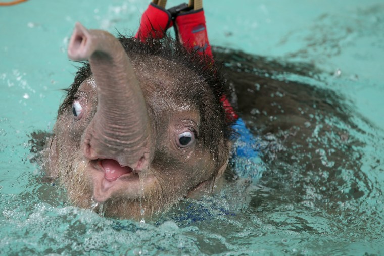 Image: Six month-old elephant Fah Jam has hydrotherapy to help heal her injured foot.
