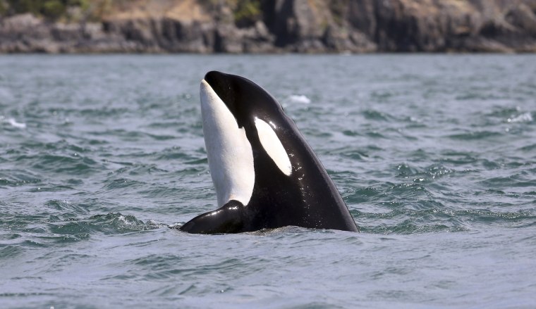 Image: An orca whale designated J2 pokes her head upward while swimming in the Salish Sea
