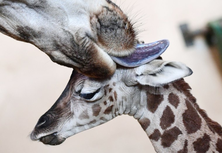 Image: A three-day young giraffe baby is cleaned by its mother