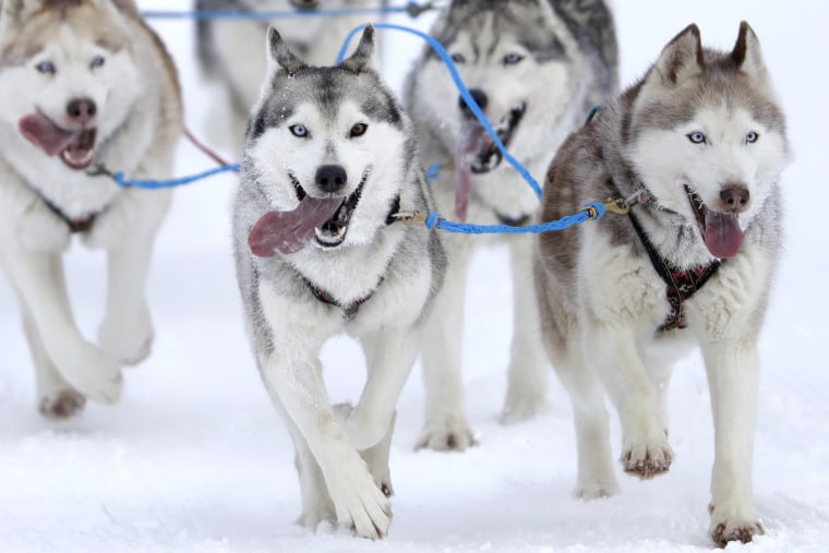 Image: Huskies take part in an international dog sled race in Werfenweng, near Salzburg, Austria, Jan. 7.