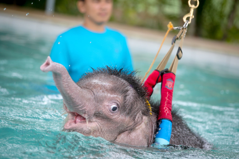 Image: A six month-old baby elephant, Fah Jam, meaning Clear Sky, swims aided by a harness during a hydrotherapy treatment session to rehabilitate her injured foot at a veterinary clinic near Pattaya, Thailand, Jan. 7.
