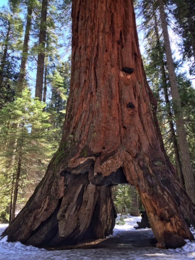 Image: Pioneer Cabin Tree