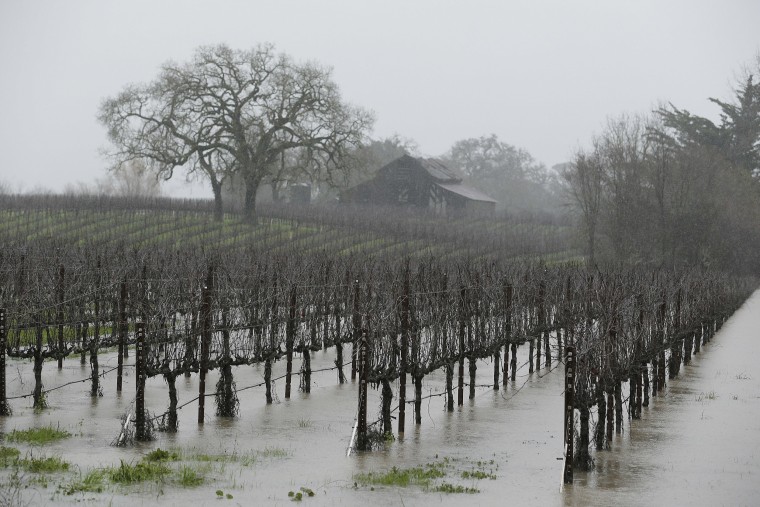 Image: Flooded vineyard