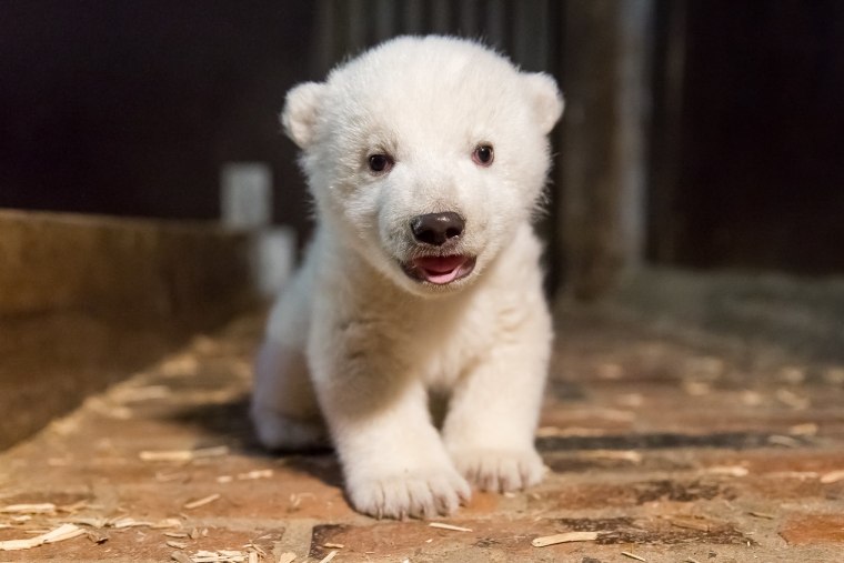 Image: A baby ice bear born on November 3, 2016 at the Berlin's zoo on Jan. 13.