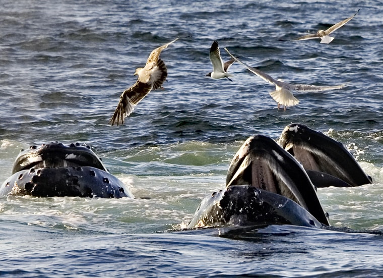 In this July 11, 2008 file photo, a trio of humpback whales break the surface of the water as they work together in a group behavior known as "bubble feeding" off the coast of Cape Cod near Provincetown, Mass.