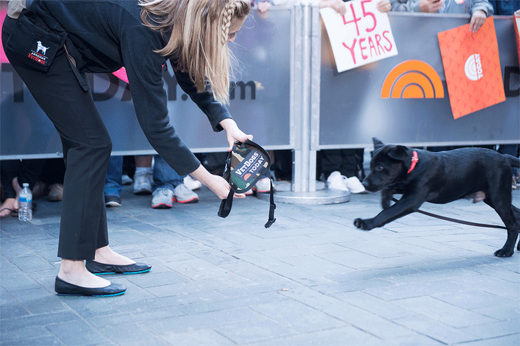 Charlie TODAY show puppy with a purpose veterans