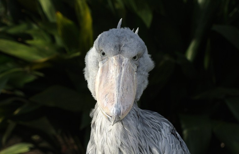 Image: Ueno Zoological Gardens