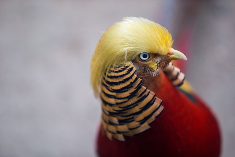 Image: A golden pheasant is seen at Hangzhou Safari Park in Hangzhou