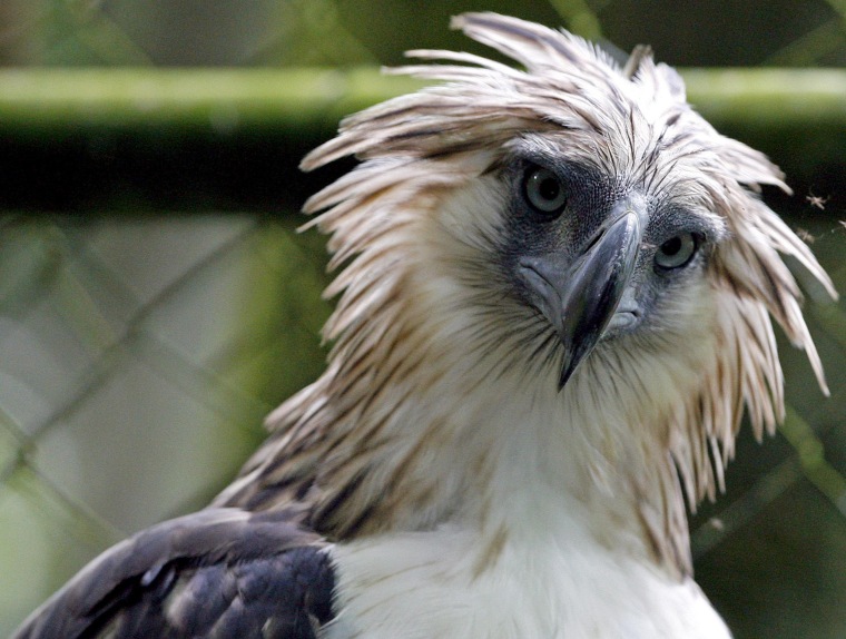 Image: Philippine Eagle 'Kalinawan' is seen inside a cage