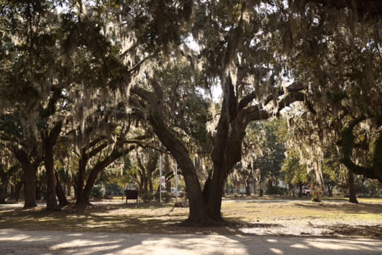 Image: Penn Center Tree