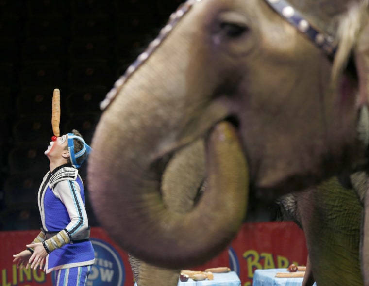 Image: A clown balances a carrot on his nose while elephants eat during a performance in which the elephants were treated to a brunch at Prudential Center, March 10, 2016, in Newark, New Jersey.