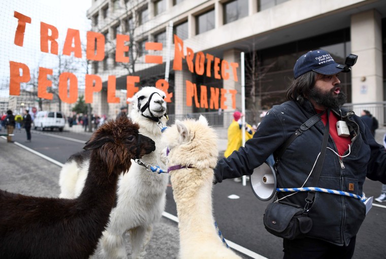 Image: A man with llamas participates in protests against Trump.