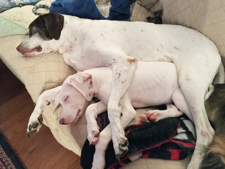 When he's not charming Puppy Bowl viewers, Doobert likes spooning with his big brother Willie at home in Virginia.