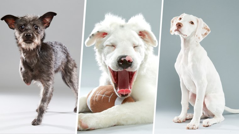 Puppy Bowl special-needs dogs