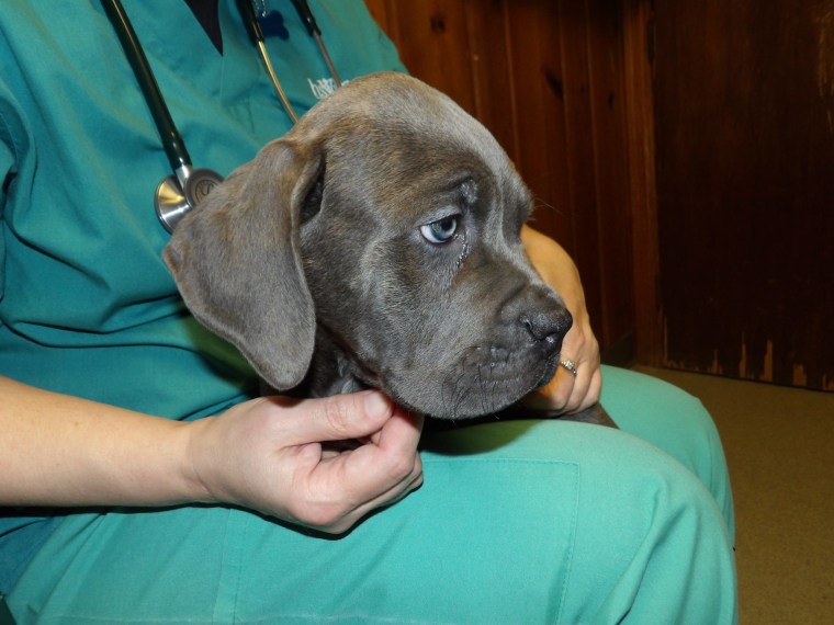 A truck carrying 104 puppies crashed near Bath, NY.