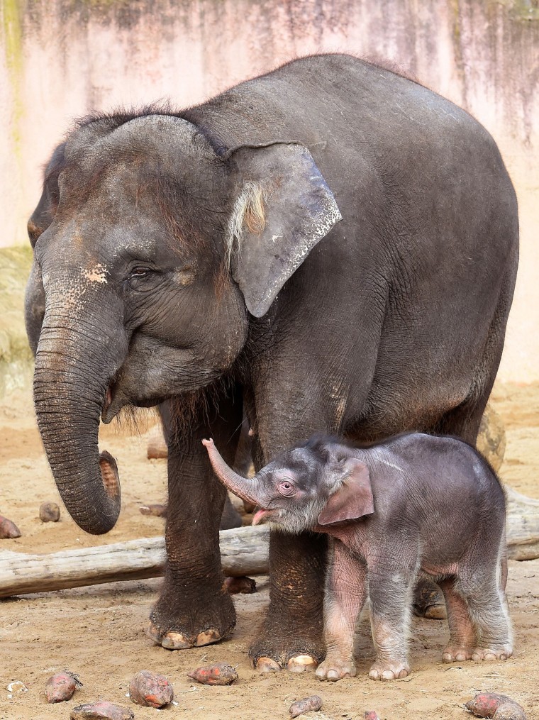 GERMANY-ANIMALS-ZOO-ELEPHANT