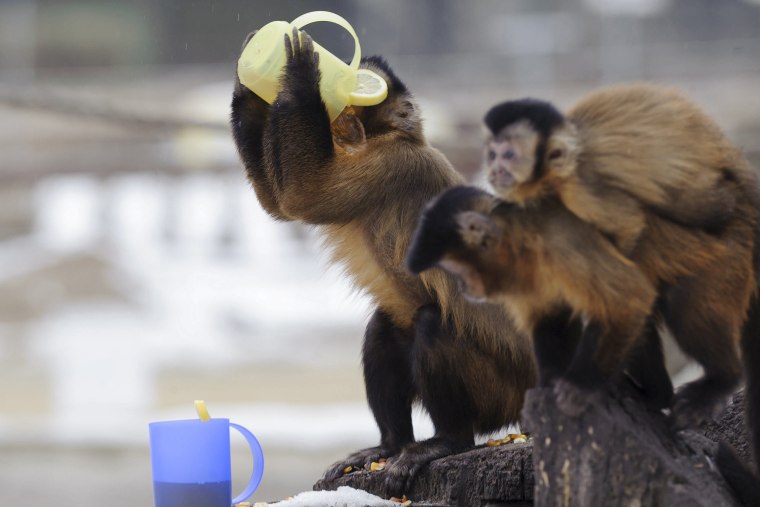 A brown capuchin monkey drinks warm tea as others look on in the cold winter weather, in the Debrecen Zoo in Debrecen, 226 kms east of Budapest, Hungary, Wednesday, Jan. 25, 2017.