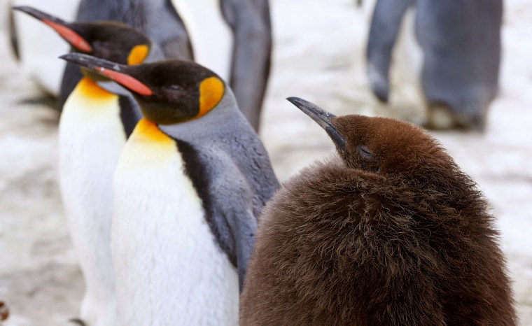 A young king penguin stands in an enclosure at Zurich's Zoo in Zurich