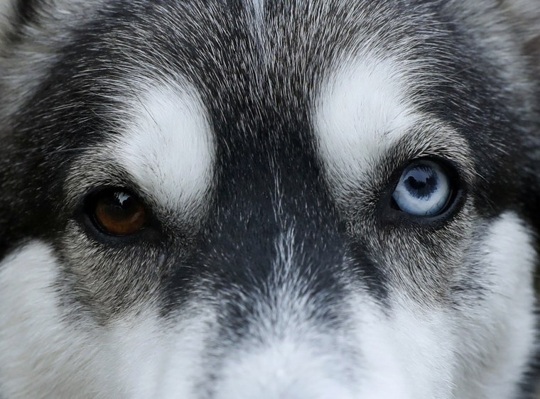 A Husky dog waits to run during practice for the Aviemore Sled Dog Rally in Feshiebridge