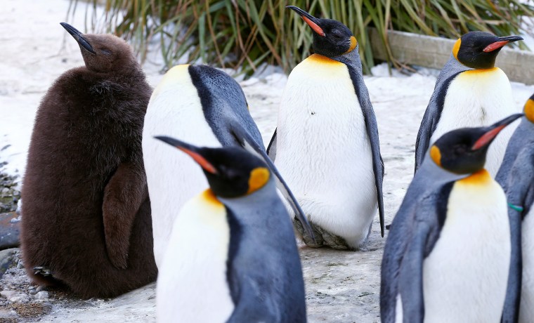 Image: A young king penguin stands in an enclosure at Zurich's Zoo in Zurich