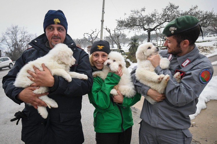 Image: Puppies rescued alive fromavalanche-hit Rigopiano Hotel in Abruzzo, Italy
