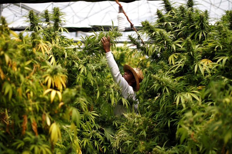 A worker harvests cannabis plants at a medical marijuana plantation near the northern town of Nazareth