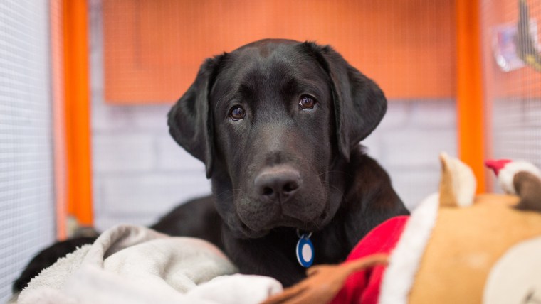 Image: Charlie the Today Show puppy. January 27, 2017.