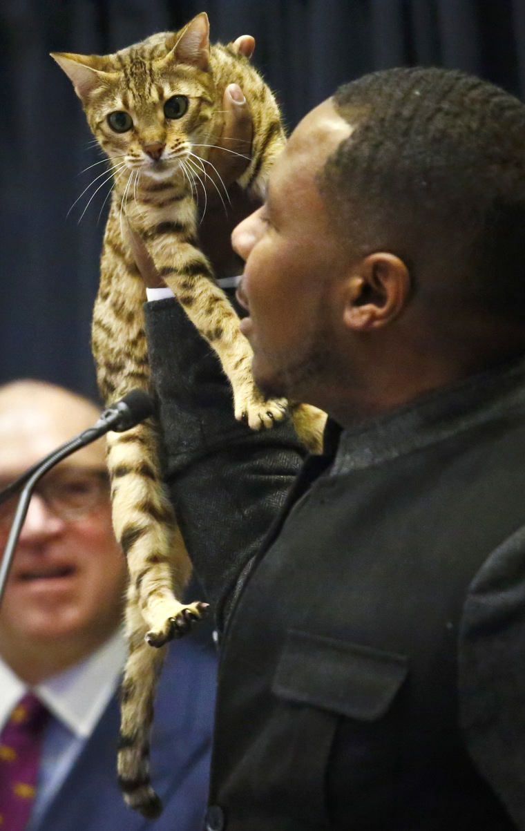 Anthony Hutcherson shows off a Bengal Cat during a press conference, Monday Jan. 30, 2017, in New York