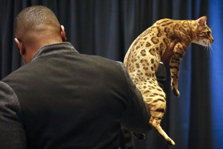 Anthony Hutcherson shows off a Bengal Cat during a press conference, Monday Jan. 30, 2017, in New York