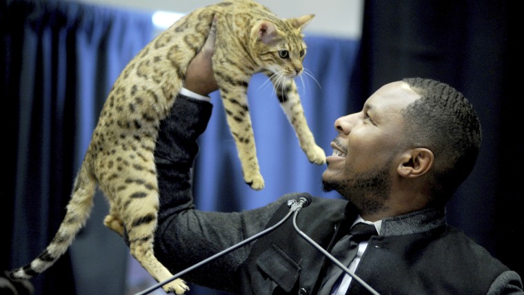 cat at the 2017 Westminster dog show